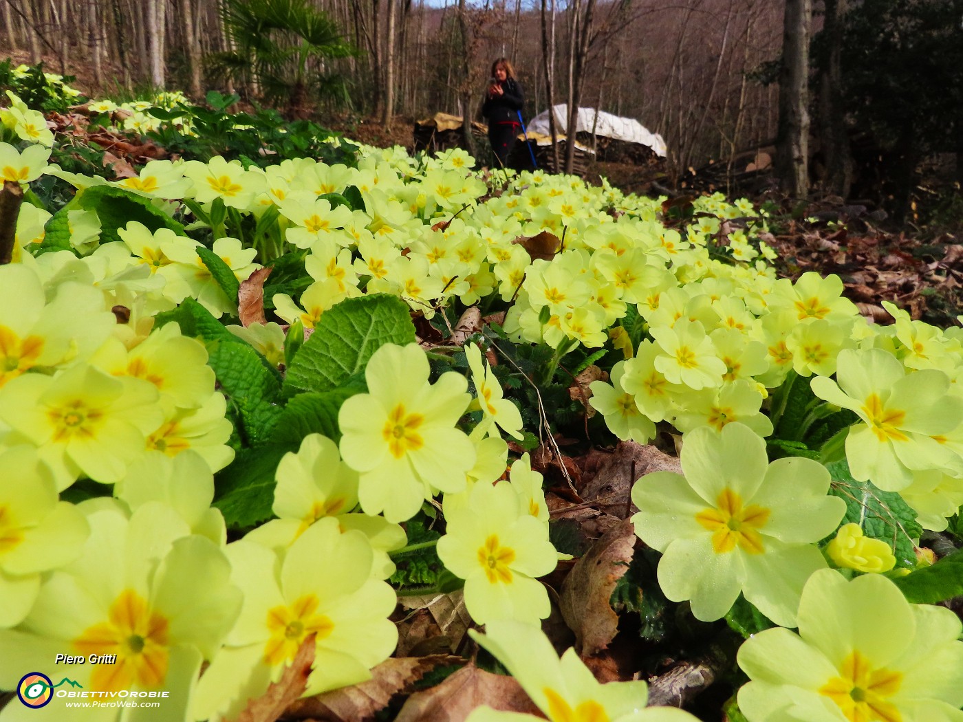 21 Primula vulgaris-Primule in fiore.JPG
